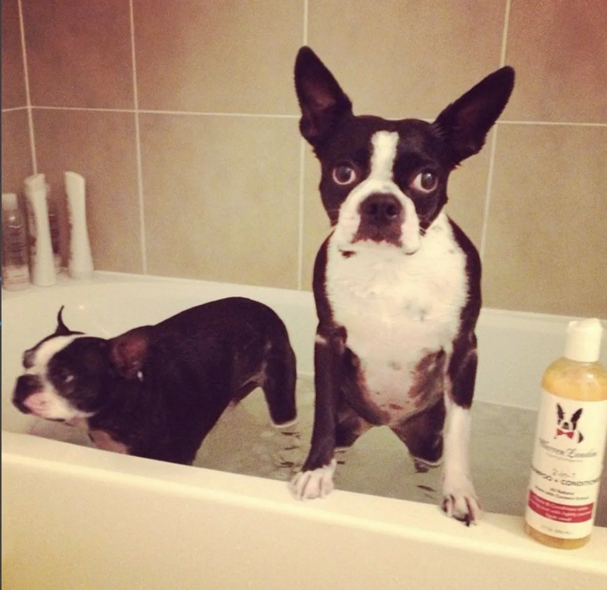 2-in-1 Dog Shampoo   Conditioner - Coconut Scented