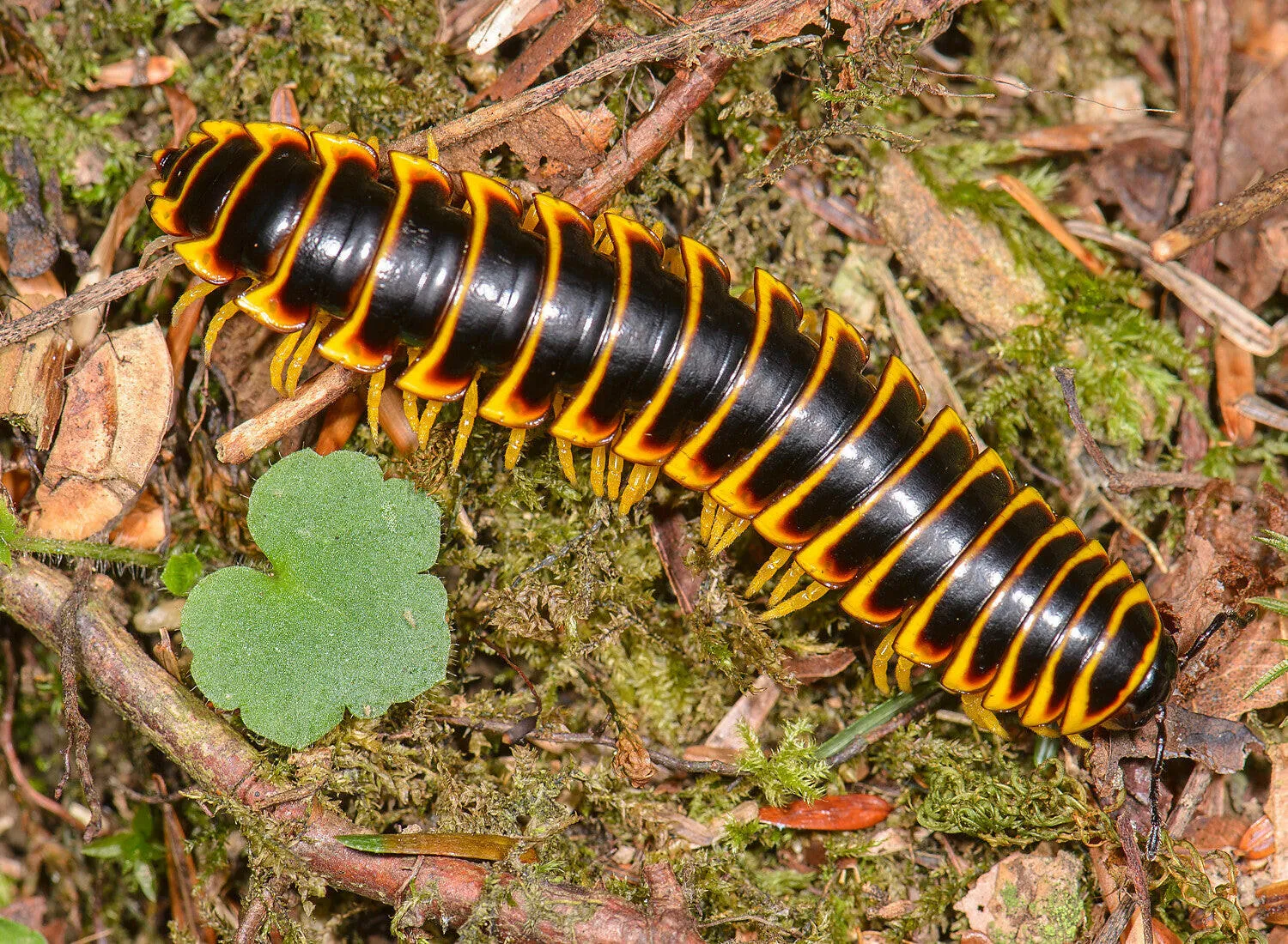 Apheloria virginiensis - Kentucky Black and Gold Flat Millipede