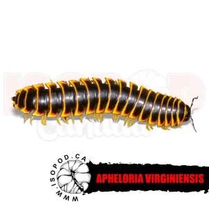 Apheloria virginiensis - Kentucky Black and Gold Flat Millipede