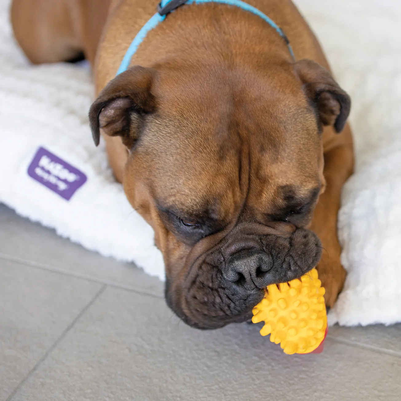 Chompin' Chips Squeaky Dog Toy