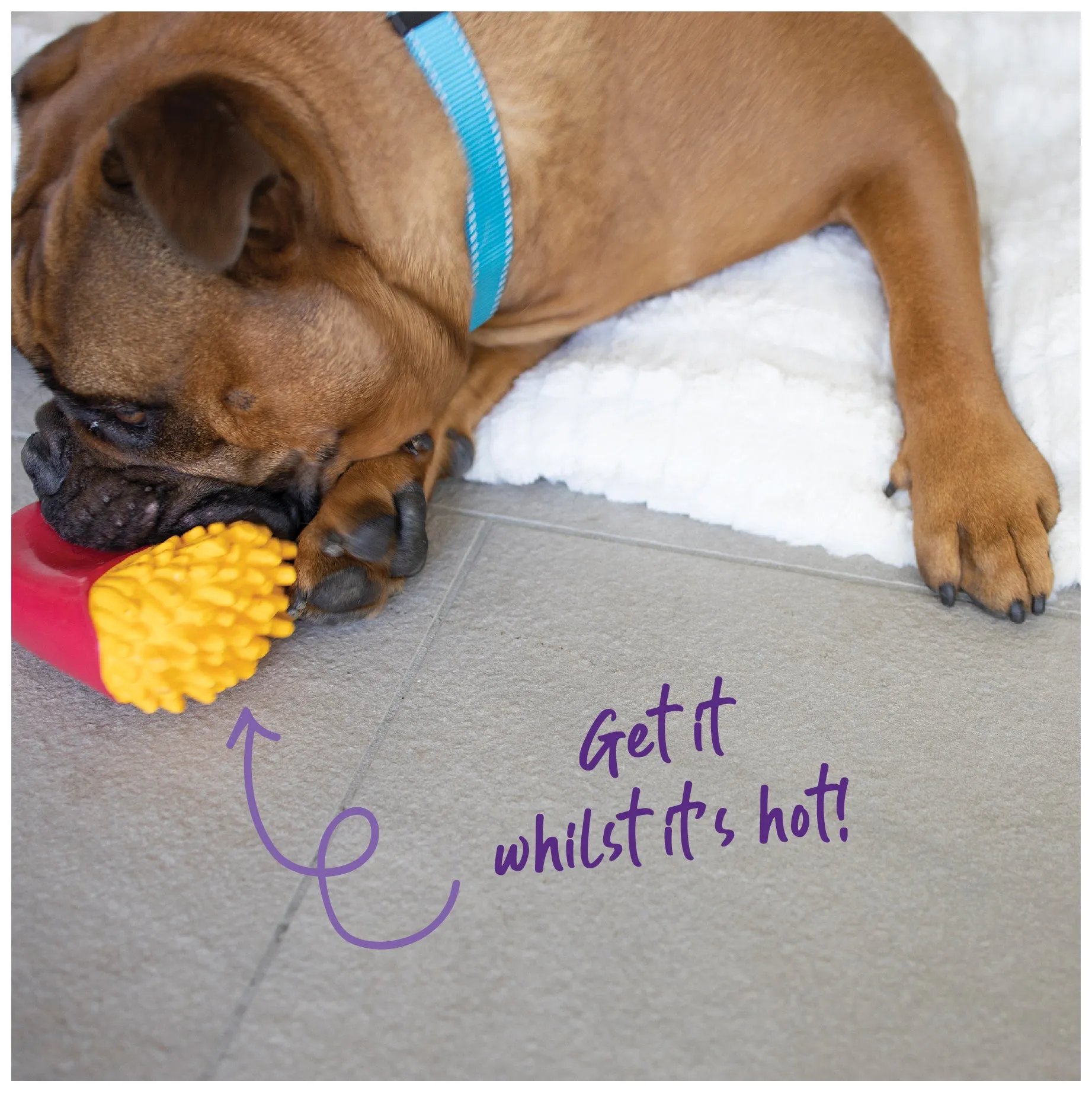 Chompin' Chips Squeaky Dog Toy