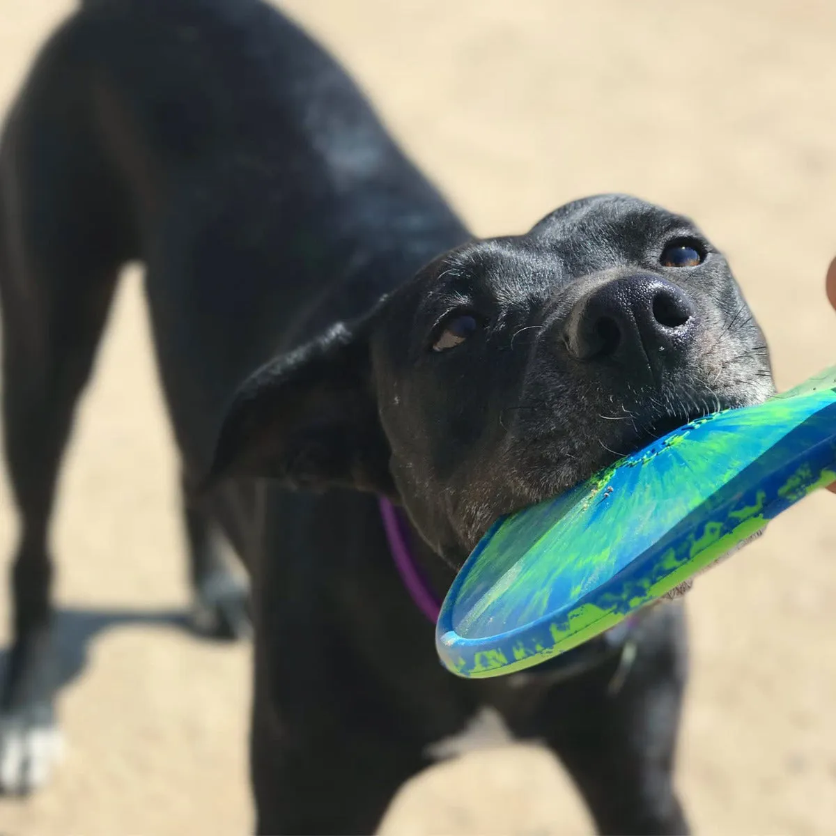 Ruff Dawg K9 Flyer Dog Toy