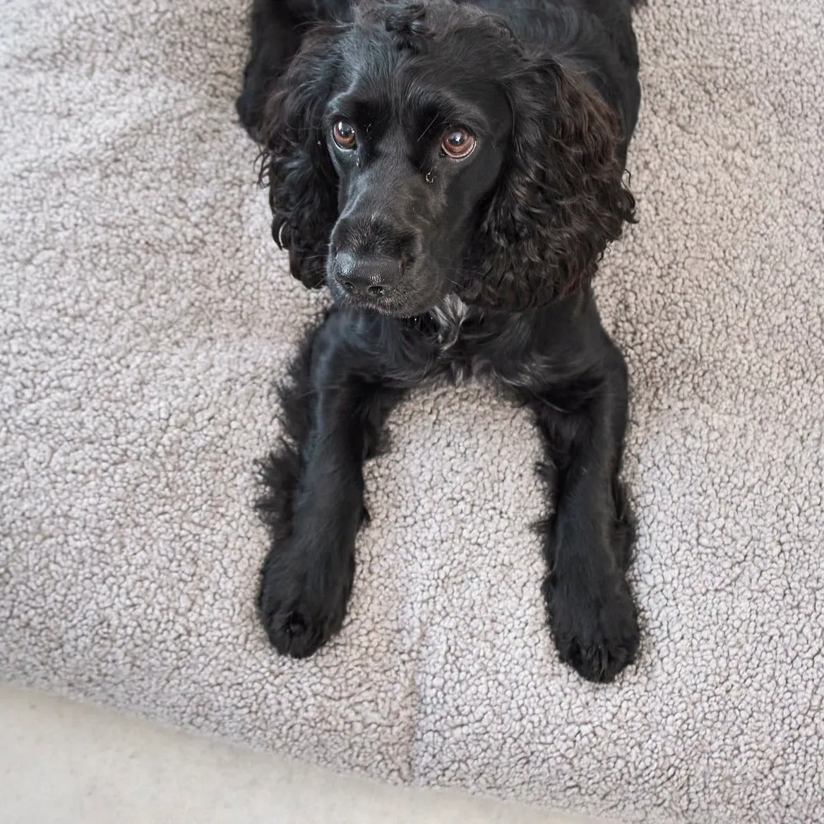 Senso Dog Cushion