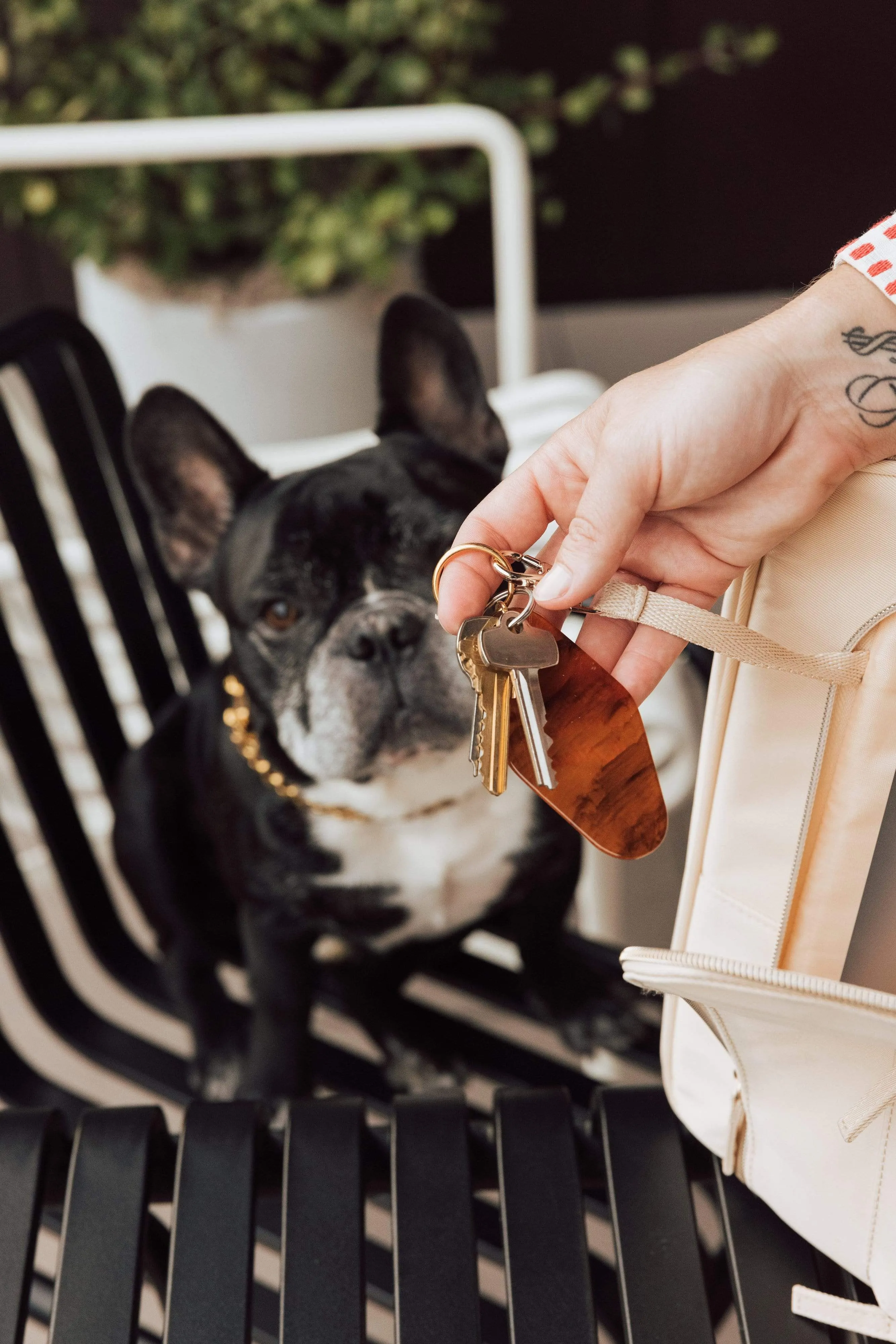 The Regulation Pet Carry-on in Beige